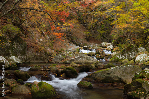 紅葉最盛期の本谷川渓谷と清流