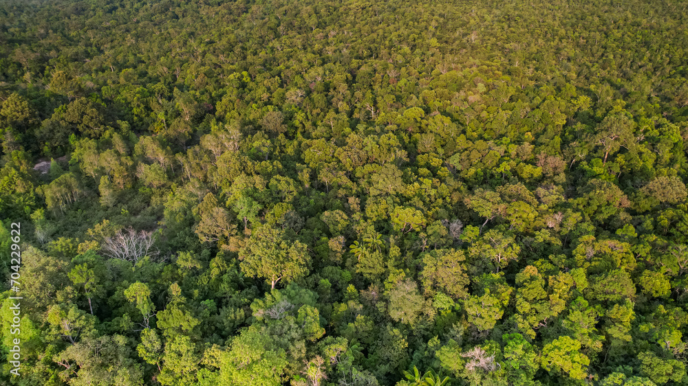 Aerial view of a dense, vibrant green forest canopy, representing nature, environmental conservation, or Earth Day