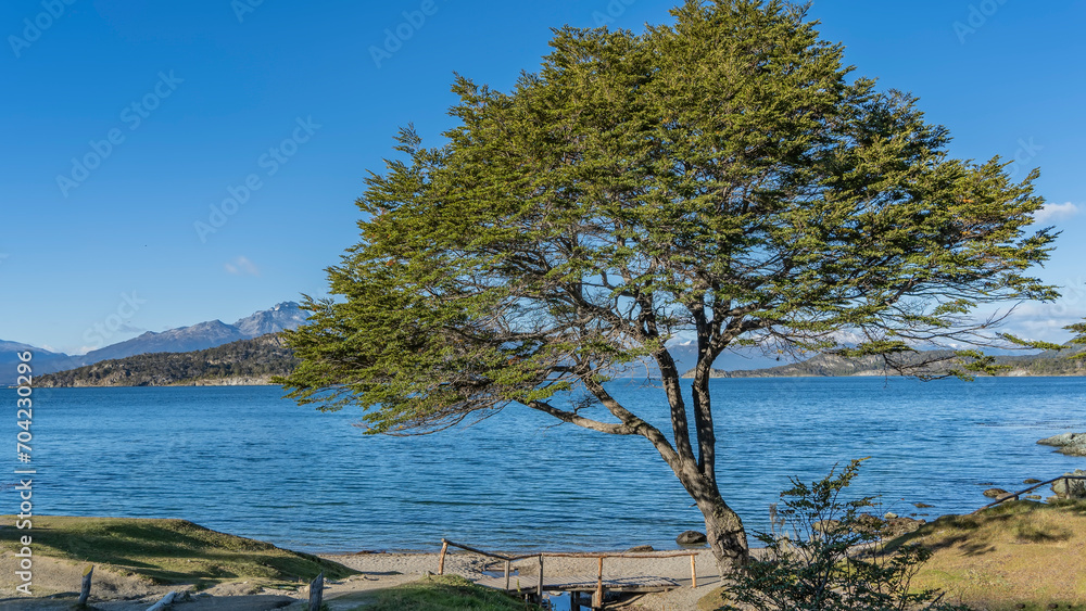 A beautiful nothofagus tree grows on the shore of a blue lake. Sprawling branches and a curved trunk against the azure sky. The Andes mountains are far away. Ensenada Bay. Argentina. Patagonia. A beautiful nothofagus tree grows on the shore of a blue lake. Sprawling branches and a curved trunk against the azure sky. The Andes mountains are far away. Ensenada Bay. Argentina. Patagonia.