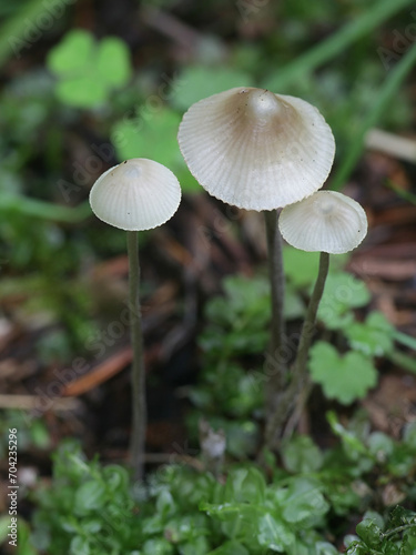 Summer bonnet, Mycena abramsii, wild mushroom from Finland