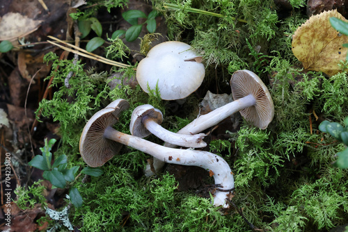 Cortinarius leucophanes, a webcap mushroom from Finland, no common English name photo