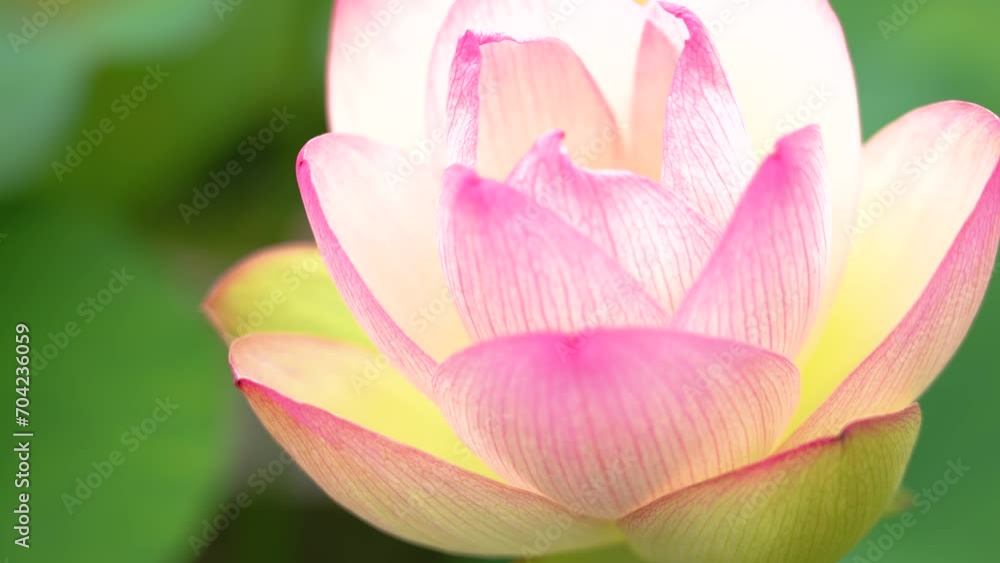 三室戸寺のハスの花 三室戸寺のハスの花