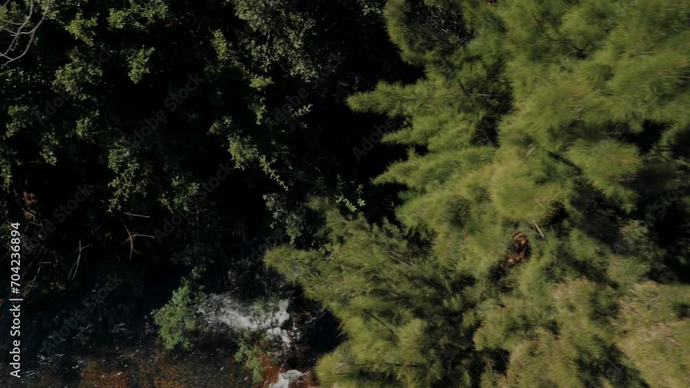 Flying over the treetops with the river on background Flying over the treetops with the river on background
