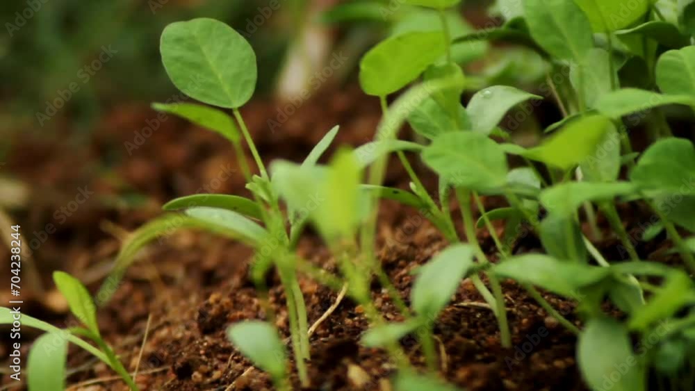 Fenugreek,Methi Leaves, common ingredients in dishes from the Indian subcontinent Fenugreek,Methi Leaves, common ingredients in dishes from the Indian subcontinent