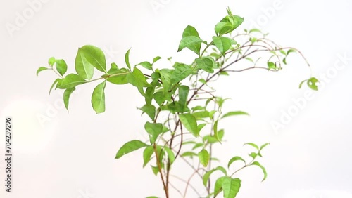 Lawsonia inermis mehandi plant on white isolated background photo