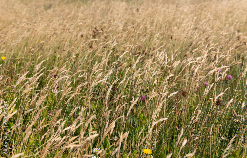 gros plan sur des tiges de blé sauvage dans un champ lors d'une journée d'été