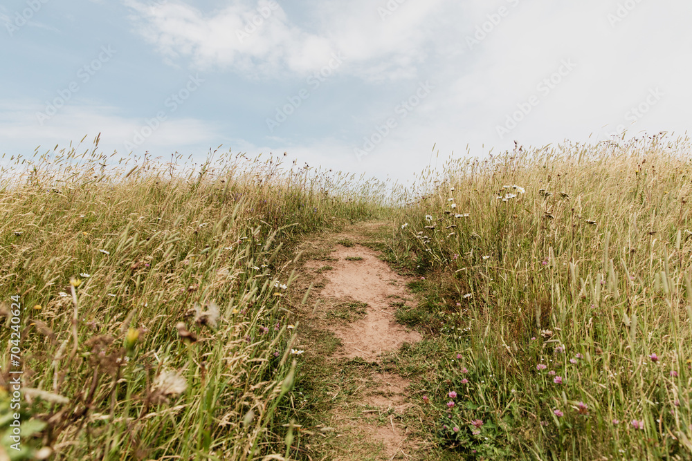 vue sur un chemin parmi un champ sauvage avec des hautes herbes vertes en été vue sur un chemin parmi un champ sauvage avec des hautes herbes vertes en été