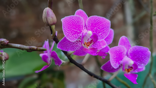 natural landscape photo of purple orchid plants with a blurry background