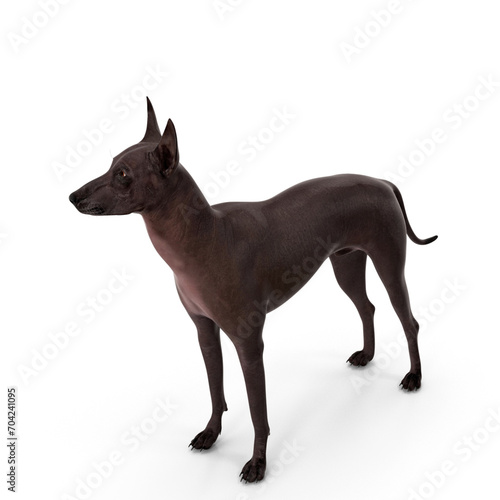 Xoloitzcuintli Mexican Dog 3D Model - Realistic PNG File