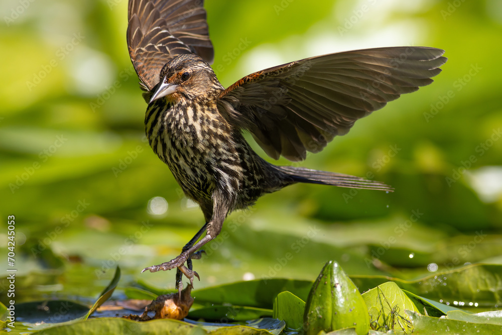Fototapeta premium Female Red-winged Blackbird (Agelaius phoeniceus) jumping between lily pads / Kitsap, Washington