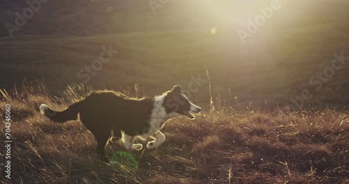 A teenager of a black and white border collie runs down a hill against the background of the rays of the sunset. The wool is shiny and iridescent. Slow motion