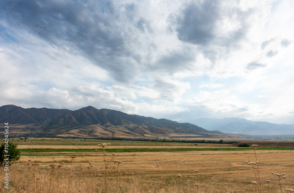 Fototapeta premium Beautiful summer mountain landscape. Wheat fields and mountains. Kyrgyzstan. Natural background