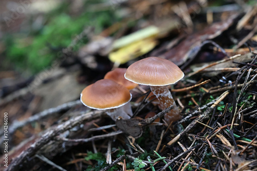Cortinarius obtusus, a webcap mushroom from Finland, no common English name