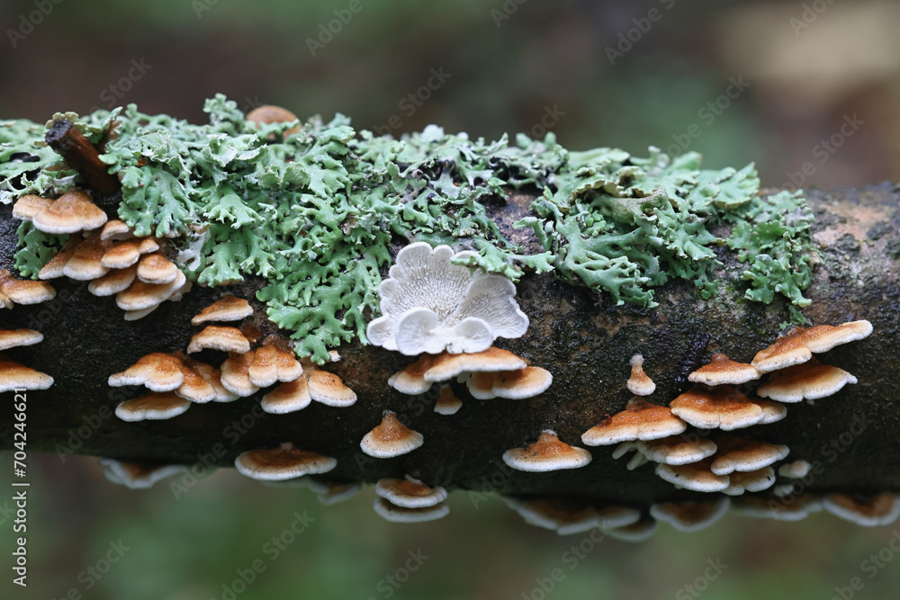 Crimbed gill, Plicatura crispa, wild fungus from Finland