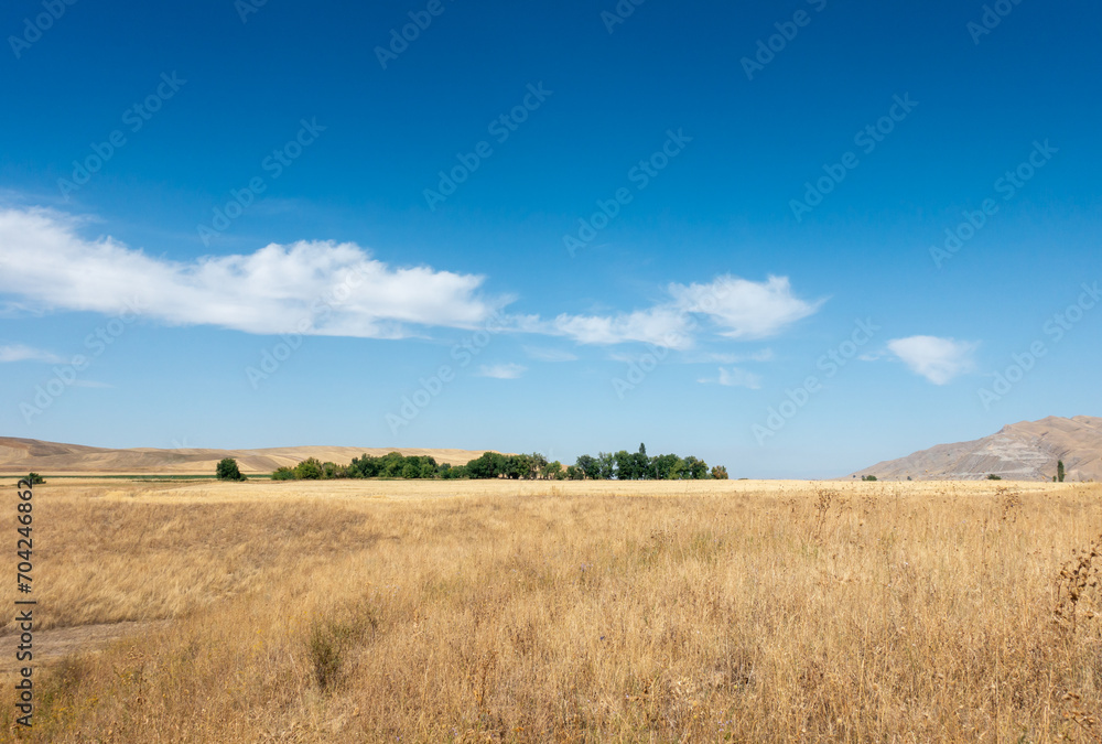 Beautiful summer mountain landscape. Wheat fields and mountains. Kyrgyzstan. Natural background Beautiful summer mountain landscape. Wheat fields and mountains. Kyrgyzstan. Natural background