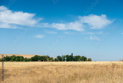 Beautiful summer mountain landscape. Wheat fields and mountains. Kyrgyzstan. Natural background