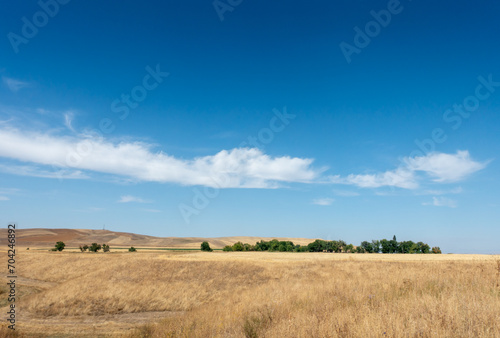 Beautiful summer mountain landscape. Wheat fields and mountains. Kyrgyzstan. Natural background