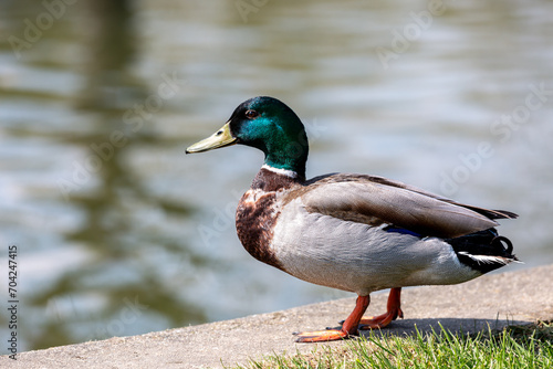 A male mallard duck standing at the edge of water, with a shallow depth of field
