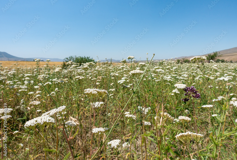 Fields with summer flowering plants, meadow flowers. Summer landscape Fields with summer flowering plants, meadow flowers. Summer landscape