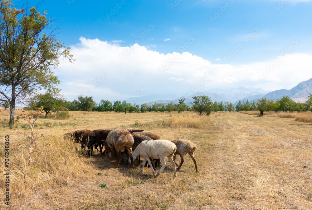 A herd of sheep grazing. Meat fat-tailed sheep in nature. A herd of sheep grazing. Meat fat-tailed sheep in nature.