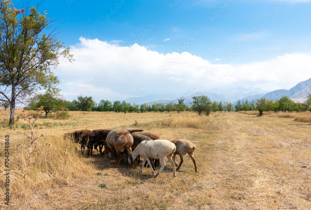 A herd of sheep grazing. Meat fat-tailed sheep in nature.