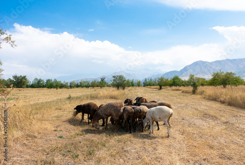 Fototapeta Naklejka Na Ścianę i Meble -  A herd of sheep grazing. Meat fat-tailed sheep in nature.