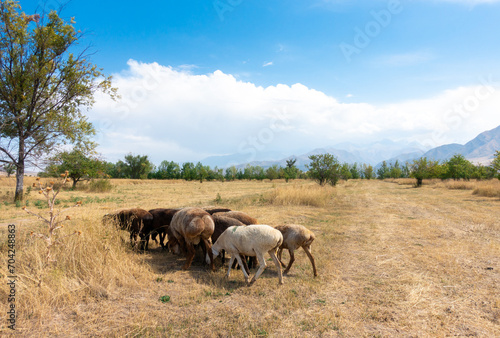 A herd of sheep grazing. Meat fat-tailed sheep in nature.