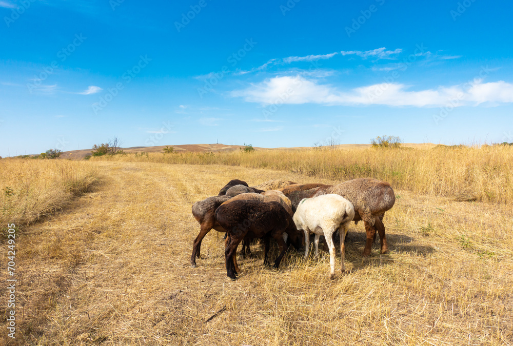 A herd of sheep grazing. Meat fat-tailed sheep in nature. A herd of sheep grazing. Meat fat-tailed sheep in nature.