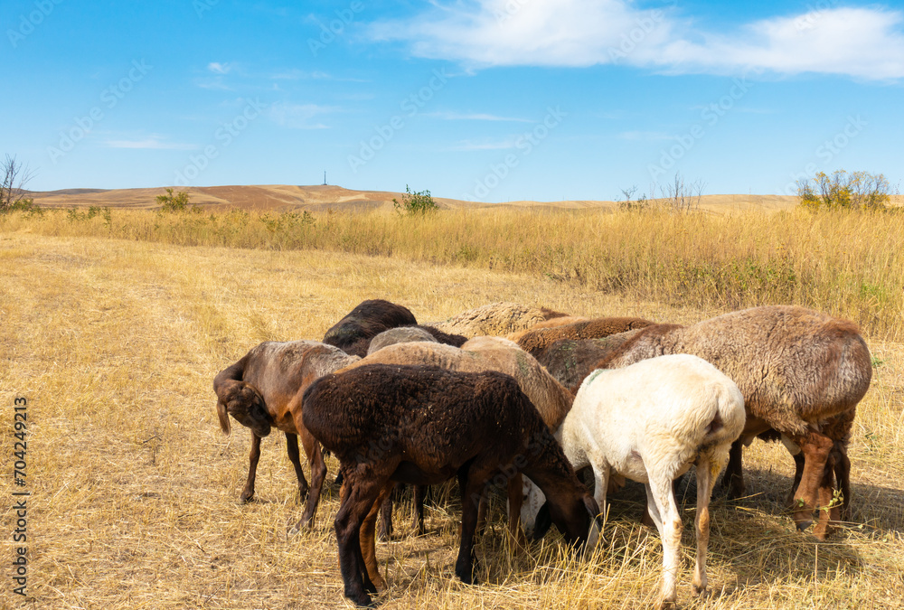A herd of sheep grazing. Meat fat-tailed sheep in nature. A herd of sheep grazing. Meat fat-tailed sheep in nature.