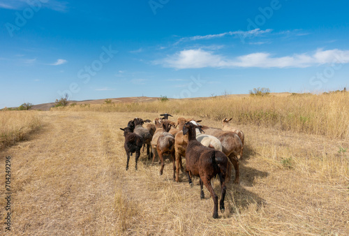 A herd of sheep grazing. Meat fat-tailed sheep in nature.