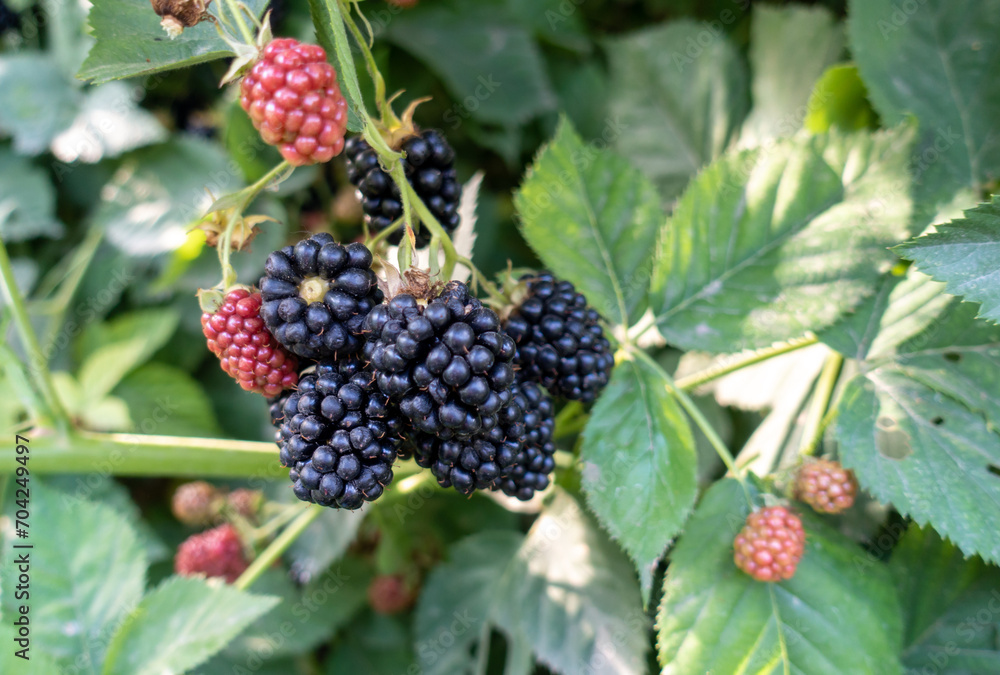 Berries Hybrid of blackberries and raspberries (black raspberries) in the garden. Natural background Berries Hybrid of blackberries and raspberries (black raspberries) in the garden. Natural background