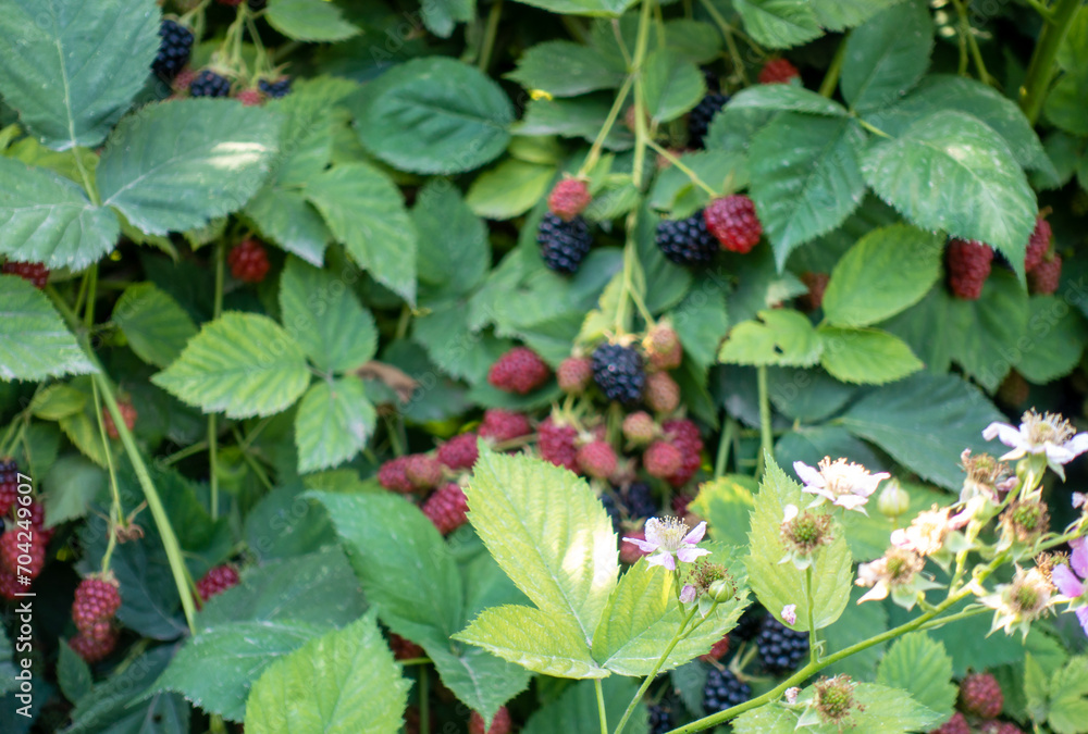 Berries Hybrid of blackberries and raspberries (black raspberries) in the garden. Natural background Berries Hybrid of blackberries and raspberries (black raspberries) in the garden. Natural background