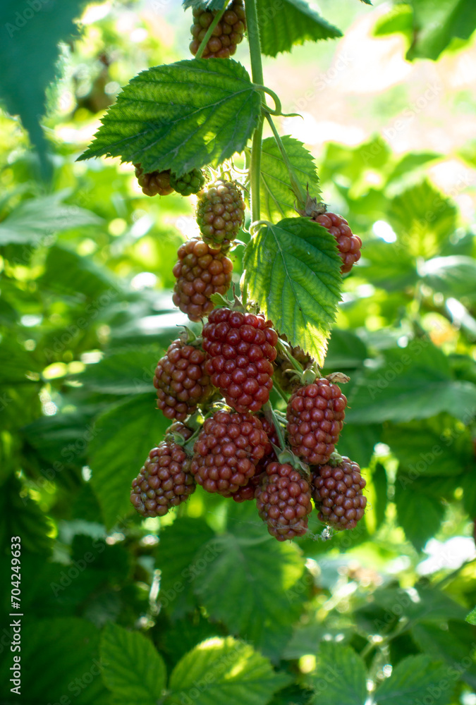 Berries Hybrid of blackberries and raspberries (black raspberries) in the garden. Natural background