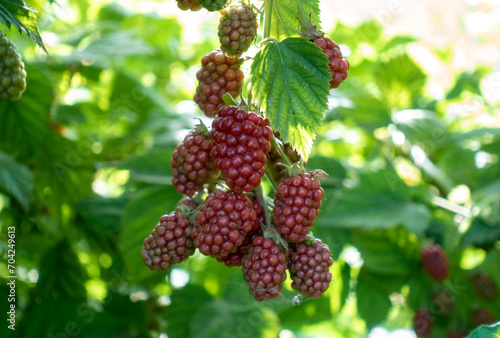 Berries Hybrid of blackberries and raspberries (black raspberries) in the garden. Natural background