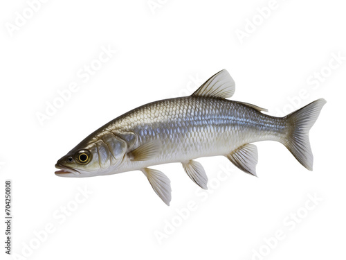 fish isolated on white transparent background