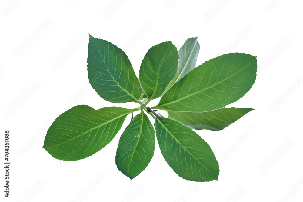 leaf plant isolated on transparent background leaf plant isolated on transparent background
