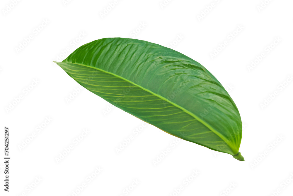 Obraz premium leaf plant isolated on transparent background