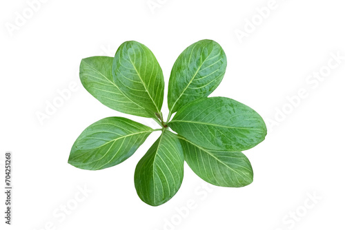 leaf plant isolated on transparent background