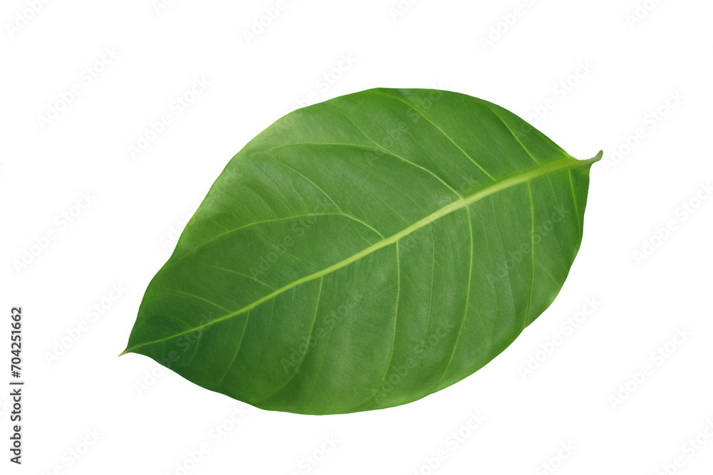 Obraz premium leaf plant isolated on transparent background