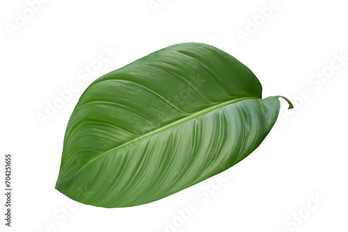 leaf plant isolated on transparent background