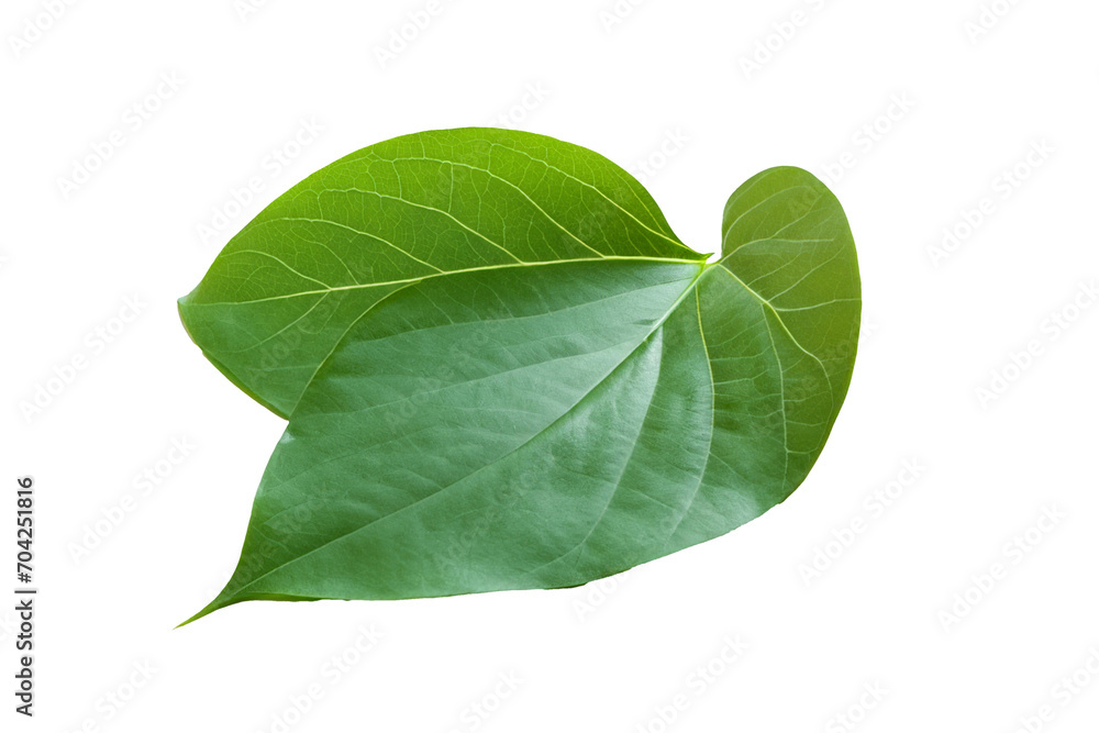 Obraz premium leaf plant isolated on transparent background
