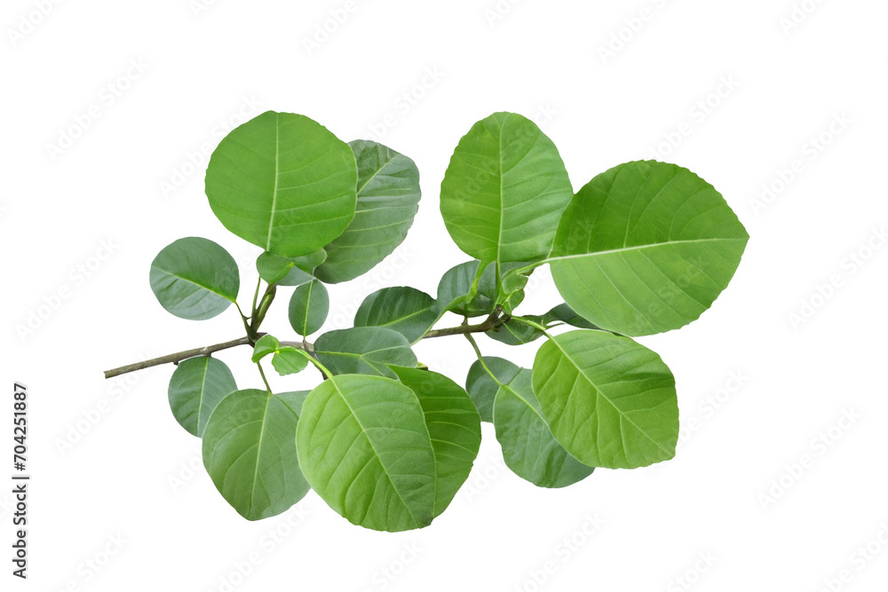 Fototapeta premium leaf plant isolated on transparent background