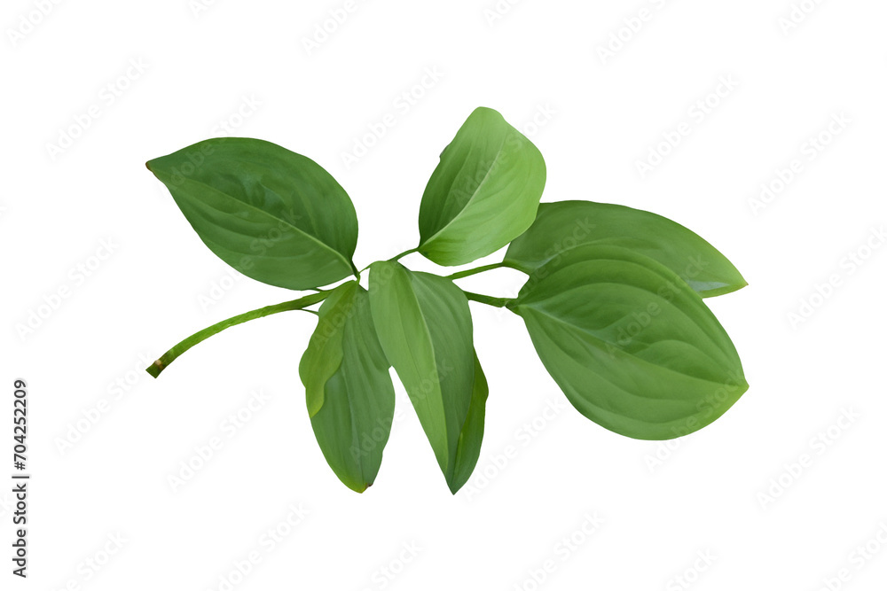 leaf plant isolated on transparent background leaf plant isolated on transparent background
