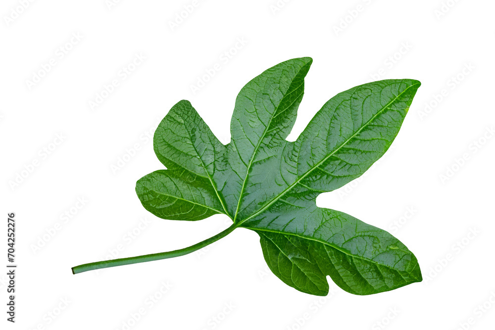 Obraz premium leaf plant isolated on transparent background