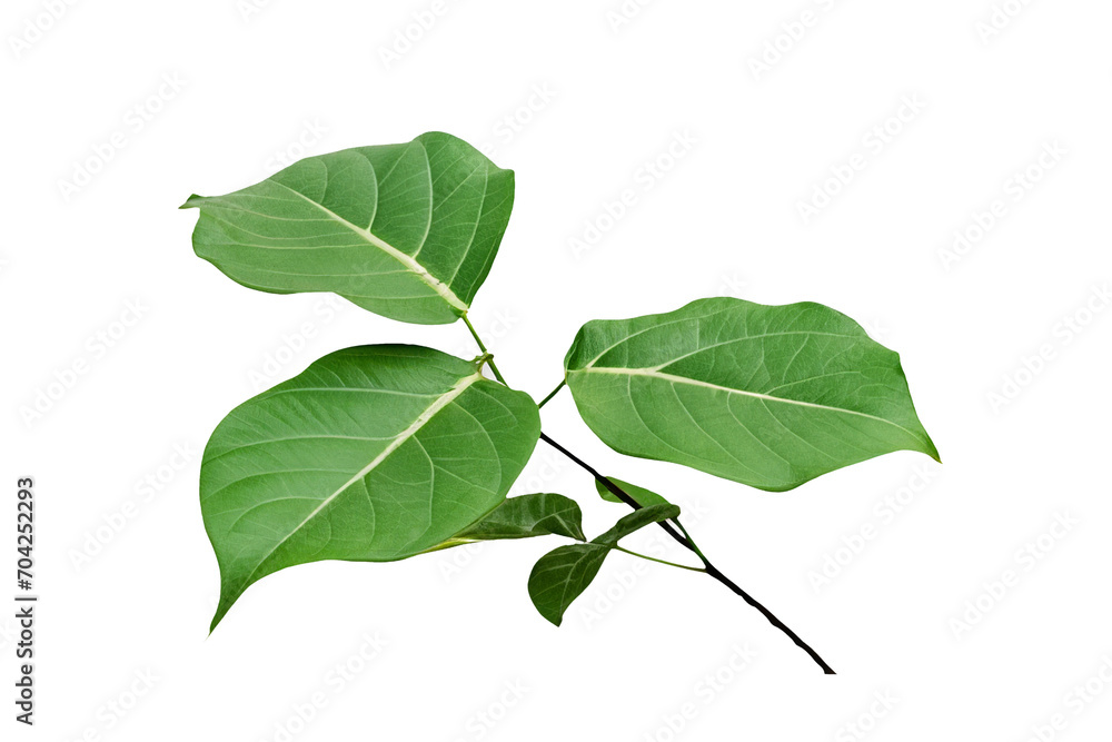 Fototapeta premium leaf plant isolated on transparent background