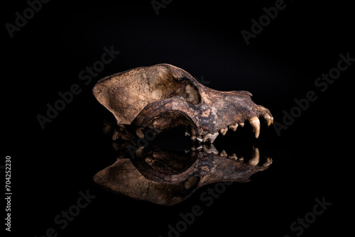 real dog skull isolated on black background