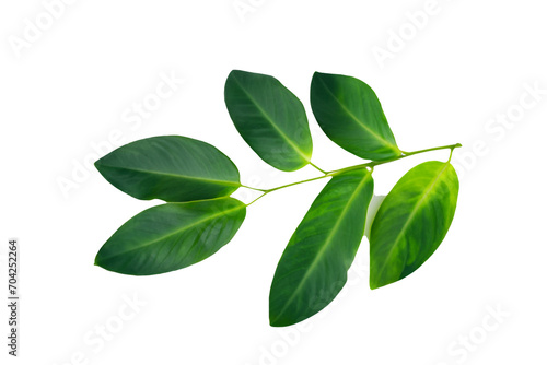 leaf plant isolated on transparent background