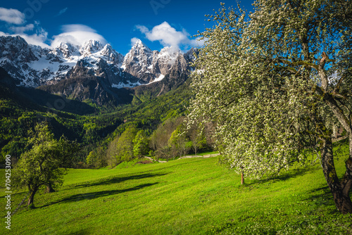 Canvas Print Alpine scenery with high snowy mountains and flowery fruit trees