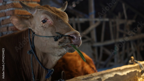 portrait of a free-range cow on a rural farm, © Hai.. Zainul