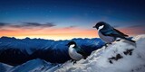 Pair of magpies perched on top of snow covered mountains star studded evening sky in cardrona new zealand 